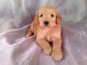 Female Goldendoodle Puppy for sale #15 Born April 10th, 2013|Goldendoodles Puppies by Professional Goldendoodle Breeders